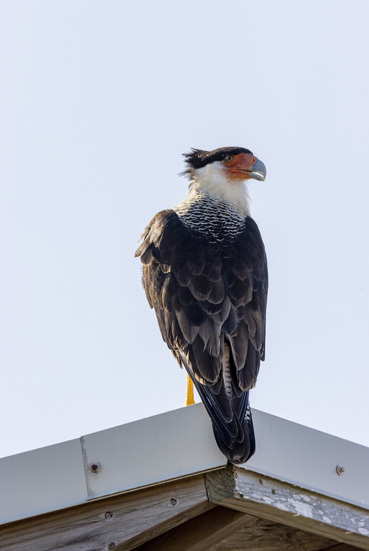 Crested Caracara, Padre Island National Seashore, Texas